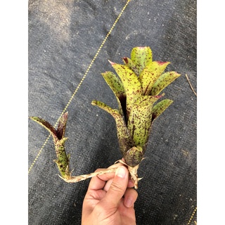 漫活雨林 Neoregelia Jack Smack 小型噴點 /五彩積水鳳梨/積水鳳梨/觀賞/園藝