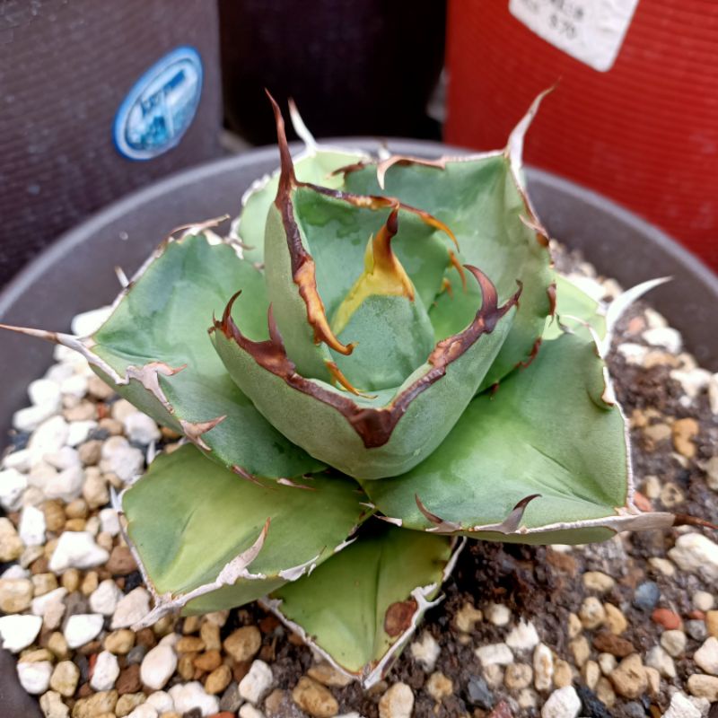 正鱟 鱟原種嚴龍agave龍舌蘭多肉植物 蝦皮購物