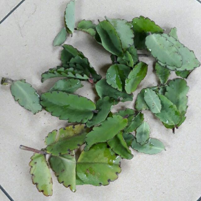 多肉植物 落地生根葉片一片6元 蝦皮購物