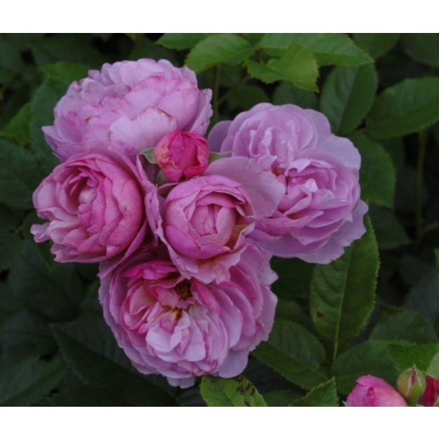 薰衣草花束 Lavender Bouquet。悠遊山城(創始店)6吋盆植玫瑰~特價350