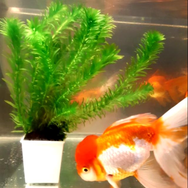 限量1支1元 水蘊草蜈蚣草魚缸入門款水生植物陰性水草淨化水質 水之舞坊 蝦皮購物