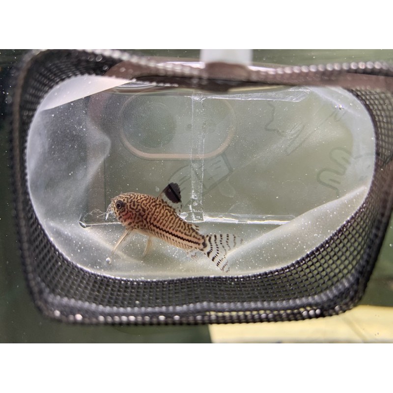 水魚水族 現貨 茱莉豹鼠鼠魚吃殘餌飼料模型 蝦皮購物