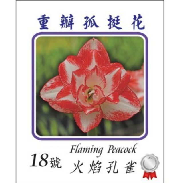 花巷 孤挺花 18號 火焰孔雀 球根 盒裝 蝦皮購物