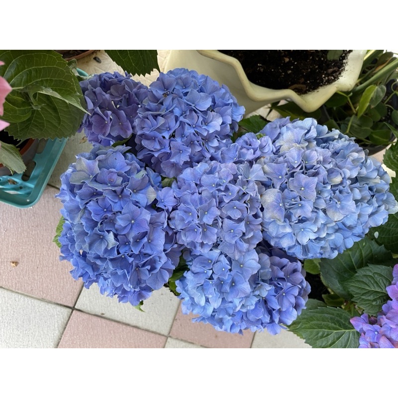 繡球花 紫陽花 藍色品種 植株現貨