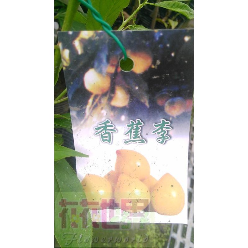 水果苗  香蕉李  4.5吋盆高30-50cm結果早、抗逆性強【花花世界玫瑰園】