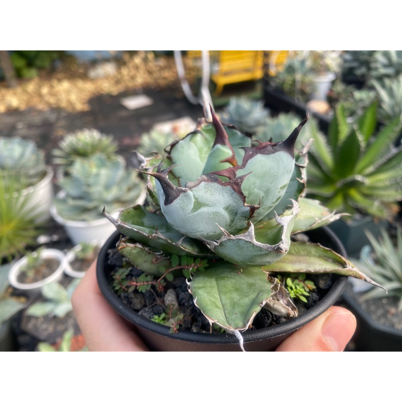 龍舌蘭agave 籃球多肉植物 蝦皮購物