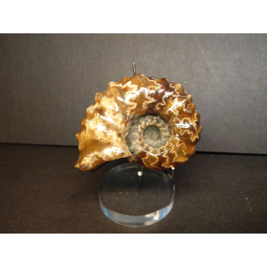 【實物實拍】【現貨】【露蝦】馬達加斯加多維爾菊石(有部分鐵礦化)(mammillatum亞種)(69mm) 古生物 化石