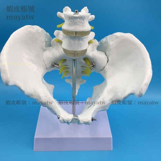 (MD-B_0931)男女性骨盆模型自然大骨盆帶兩節腰椎教學模型成人一比一骨盆模型