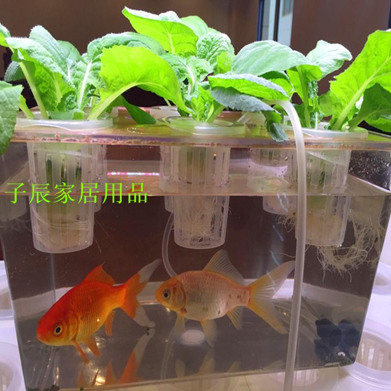 魚草共生 優惠推薦 21年11月 蝦皮購物台灣