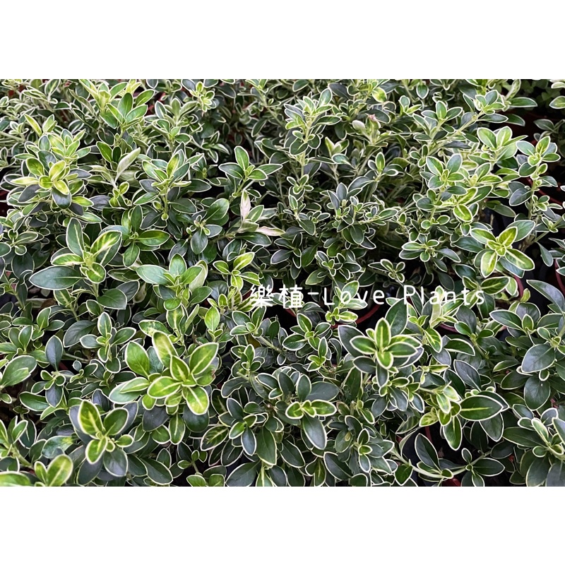 樂植 Love Plants 裸根六月雪 3寸 滿天星 灌喬木 六月雪 白花 盆栽 蝦皮購物