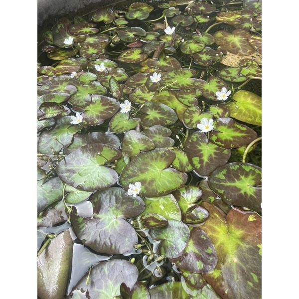 印度蓮/一葉蓮/水生植物好種植