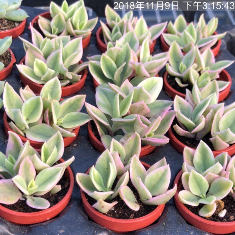 1吋迷你盆 心葉冰花錦 太陽玫瑰 花蔓草 番杏科多肉植物 蘭花草園藝 蝦皮購物