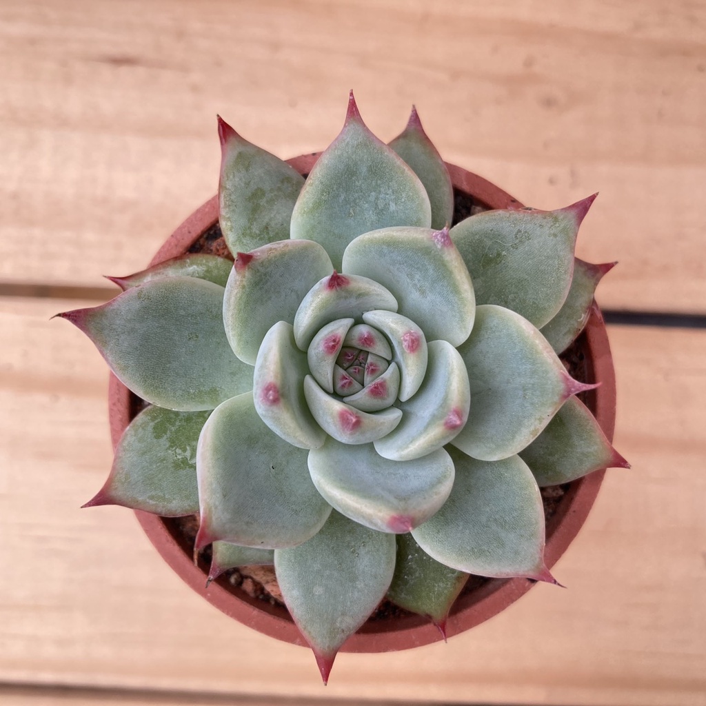 🌵福祥仙人掌🌵桃太郎 多肉植物