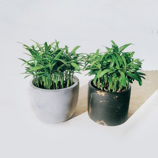 盆空間・羅漢松 室內觀賞植物綠化盆栽植栽 水泥盆 3吋-4.5吋盆/比利時環保盆