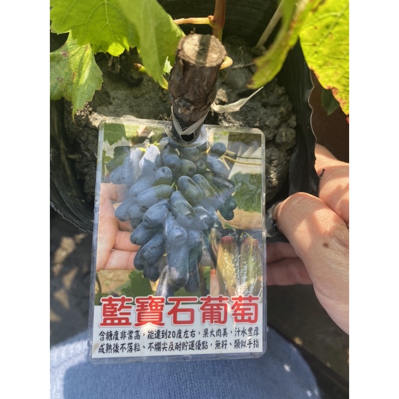 《花果山🐒》 -- 藍寶石葡萄 4.5吋黑軟盆 扦插 （月亮葡萄）特價中