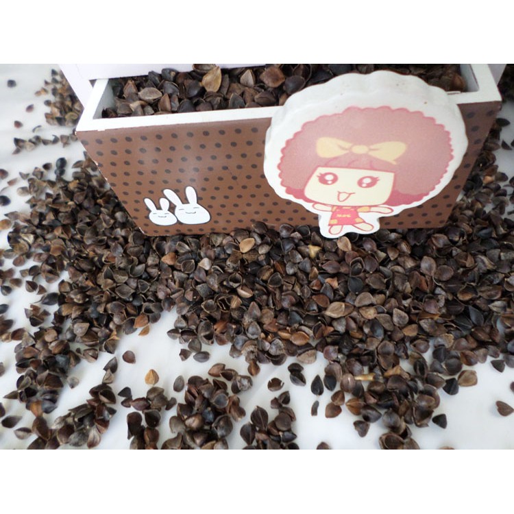 <五寶松鼠堅果雜貨舖>生帶殼蕎麥籽*松鼠飛鼠大赤鼯鼠鸚鵡倉鼠*