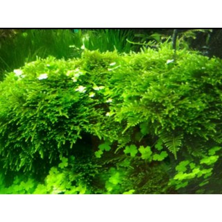 陰性水草高雄的價格推薦 21年11月 比價撿便宜