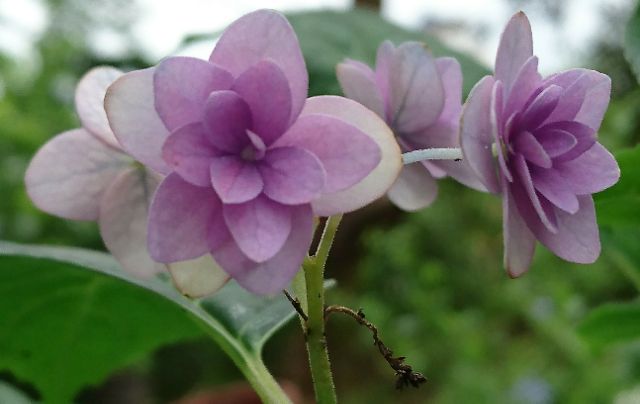 日本山繡球花 七段花 蝦皮購物