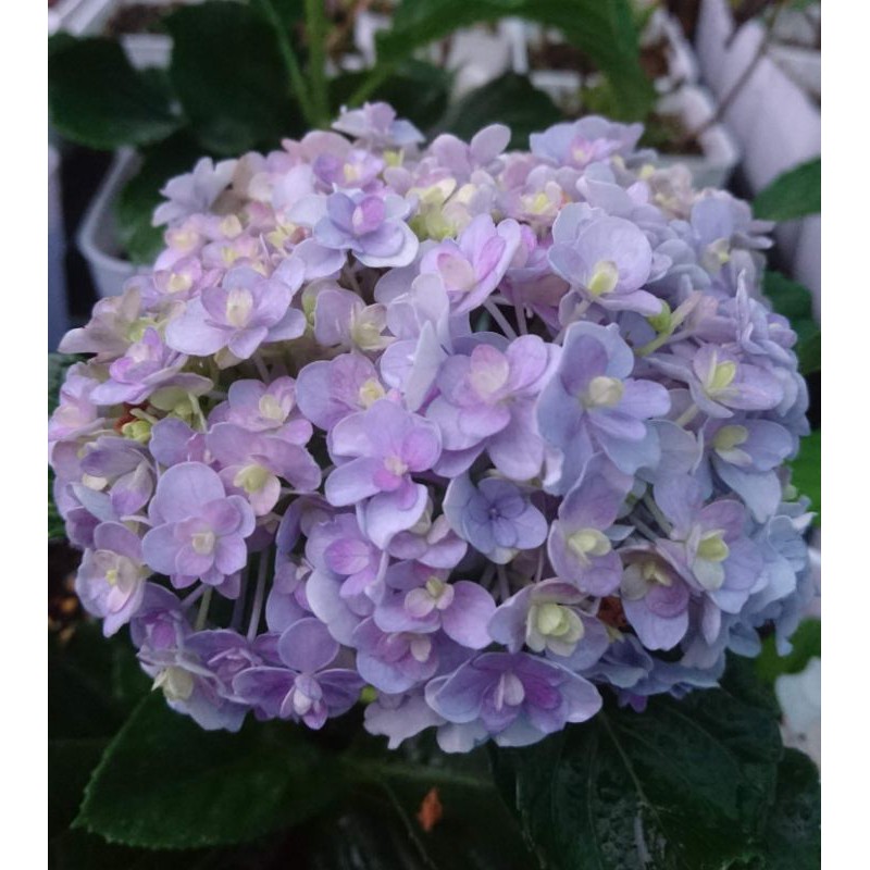 日本紫陽花 手毬 蝦皮購物