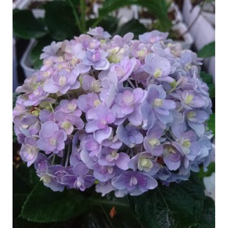 手毬 優惠推薦 21年7月 蝦皮購物台灣
