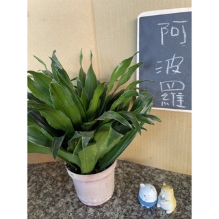 JW-3吋阿波羅/觀葉植物/室內植物/小盆栽