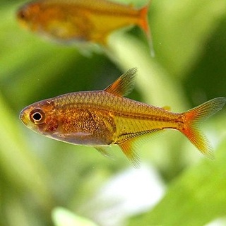 龍景水族 孔雀魚鬥魚燈科魚場 線上商店 蝦皮購物