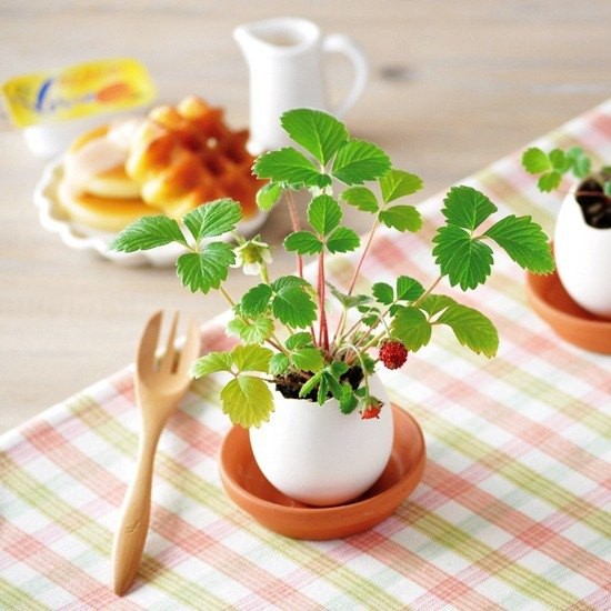 紙盒精裝版 Eggling植物栽培蛋 附陶盆 日本正版授權 栽培蛋 植物 矮牽牛 洋甘菊 滿天星 蝦皮購物