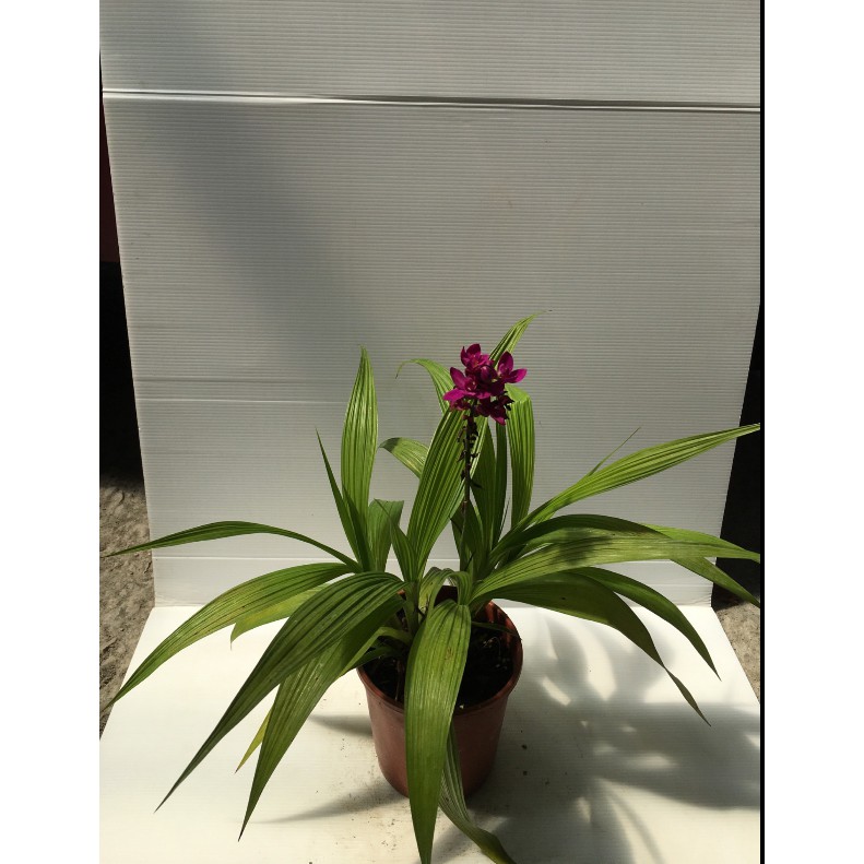 花囍園 季節花卉植物 紫蘭 花期長 春至秋季 蘭科 5吋高約 30cm 售1特價150 蝦皮購物