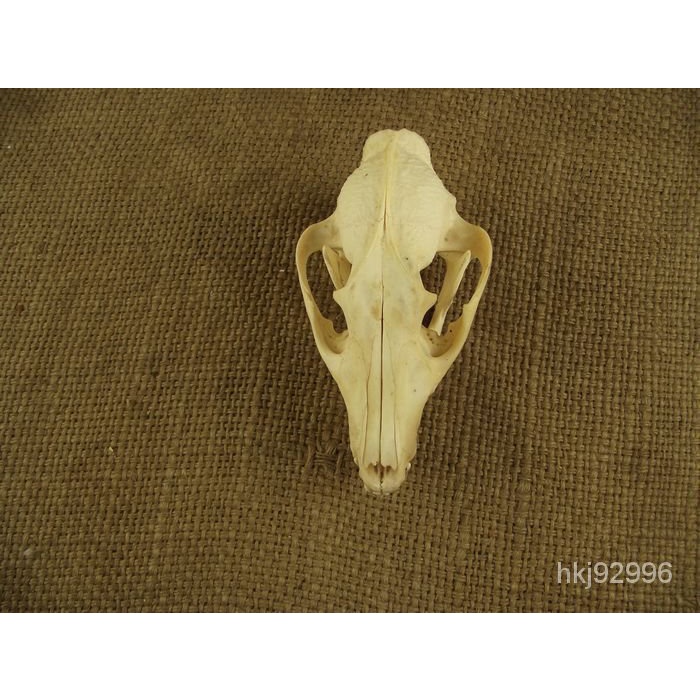 動物標本的價格推薦第8 頁 21年11月 比價比個夠biggo