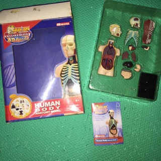 4D Puzzle HUMAN BODY ANATOMY MODEL 4D立體益智模型拼圖 人體標本 4D Master