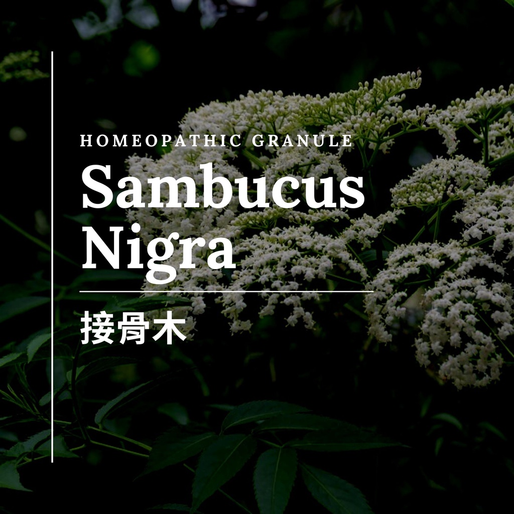 順勢糖球【接骨木●Sambucus Nigra】Homeopathic Granule 9克 食在自在心空間