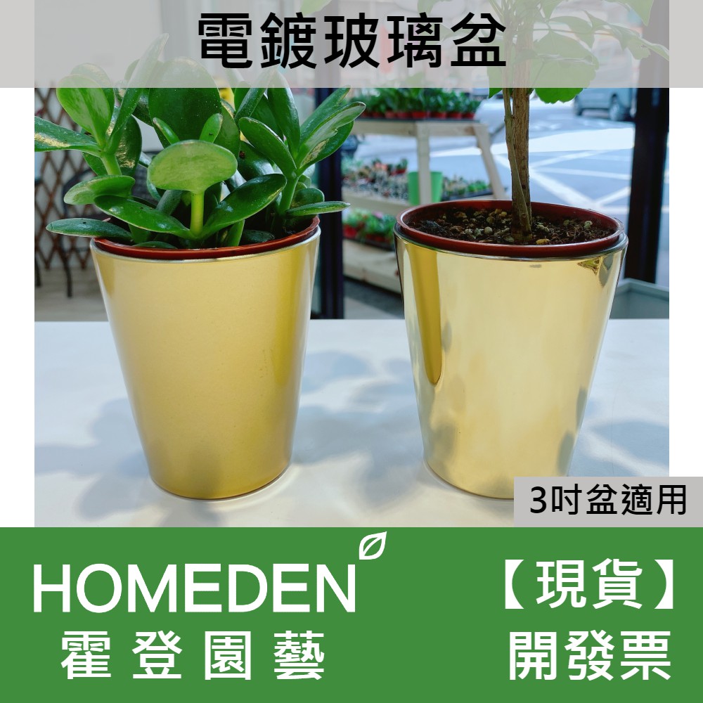 台灣現貨 電鍍玻璃花盆花器3吋盆適用聖誕節花盆金色花盆 Homeden 霍登園藝 蝦皮購物