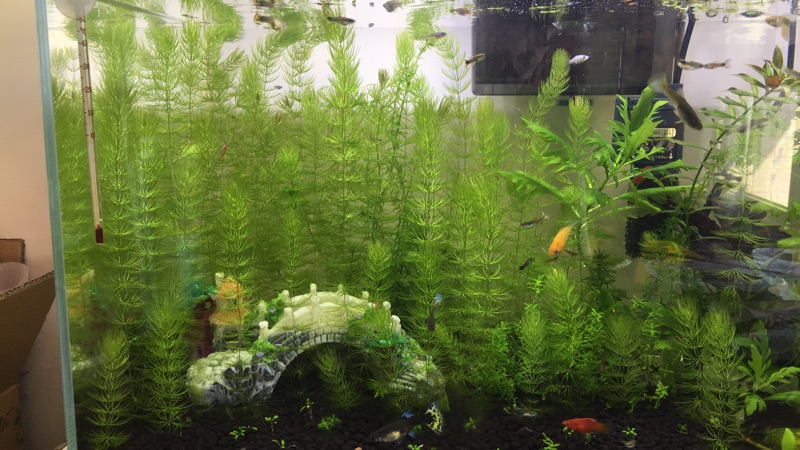 滿送300株浮萍21新年促銷 特價2元6公分金魚藻魚缸真水草後景草入門款隨便養都能長魚缸草景 蝦皮購物