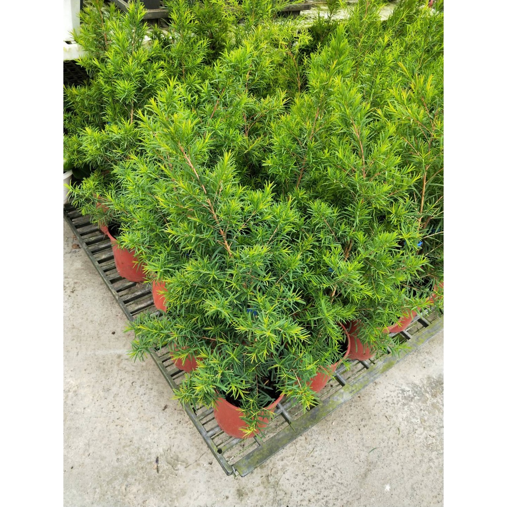 ☈綠玫☈觀葉植物☈澳洲茶樹☈5/6吋盆☈