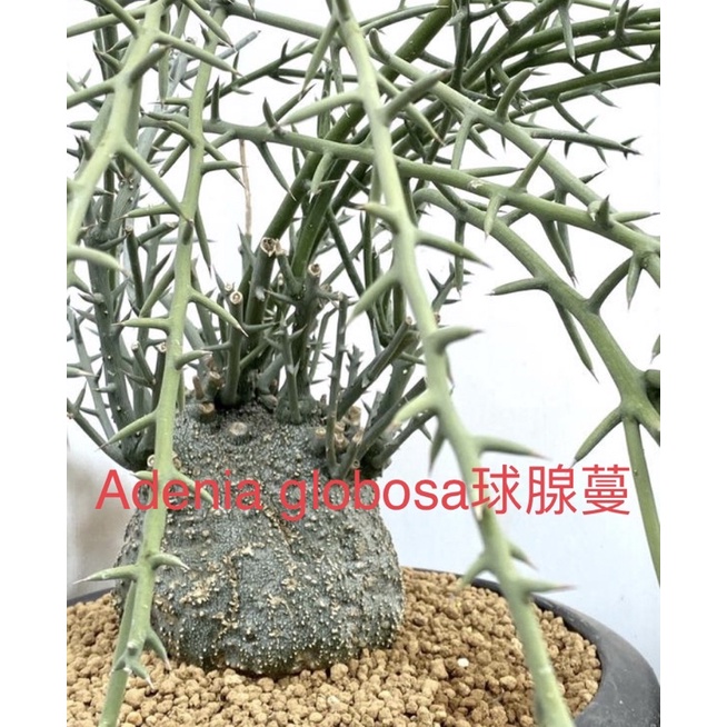 球腺蔓 Adenia globosa種子，多肉植物，塊根