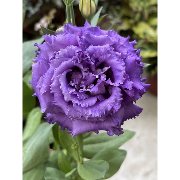 植悟誌の洋桔梗 Eustoma Grandiflorum 草原龍膽大花桔梗5吋盆高約70 80公分 蝦皮購物
