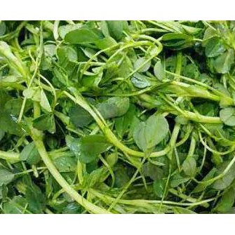 義大利進口有機苜蓿種子500g A0 蝦皮購物