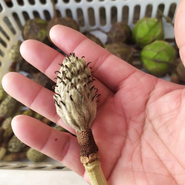 洋玉蘭的價格推薦 2020年11月 比價比個夠biggo