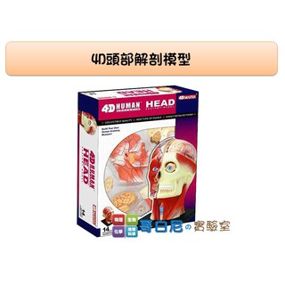 哥白尼的實驗室/生物/4D頭頸部解剖模型/頭部 大腦 頸部/正版Fame Master/科學玩具