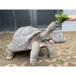 陸龜超市傑氏森高品質蒲公英🐢陸龜超市🐢傑氏森高品質車前草＃陸龜最愛＃手工挑選＃無農藥殘留＃排酸超強＃當日現採