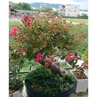 百日紅盆栽的價格 比價撿便宜