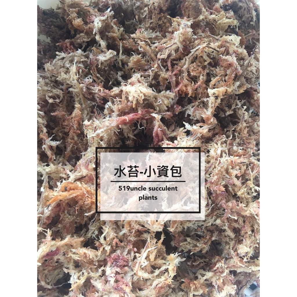 519uncle Ⓤ 多肉植物 【水苔 水草】鹿角蕨上板 組盆 水草 水苔 智利 植物苔蘚生態瓶