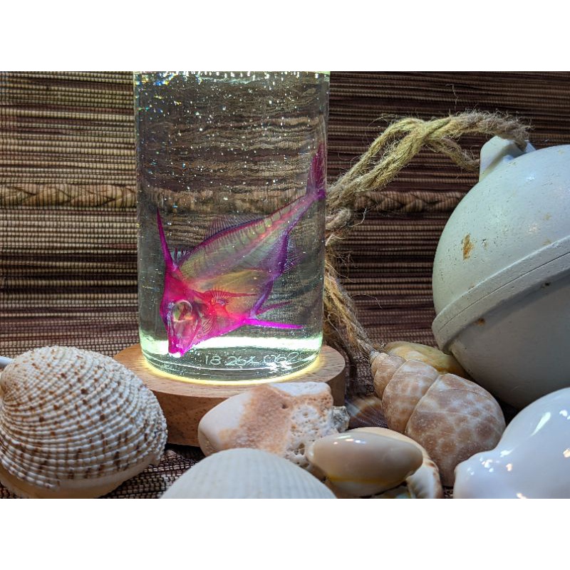 透明魚標本-PTT/DCARD討論與高評價網拍商品-2021年11月飛比價格