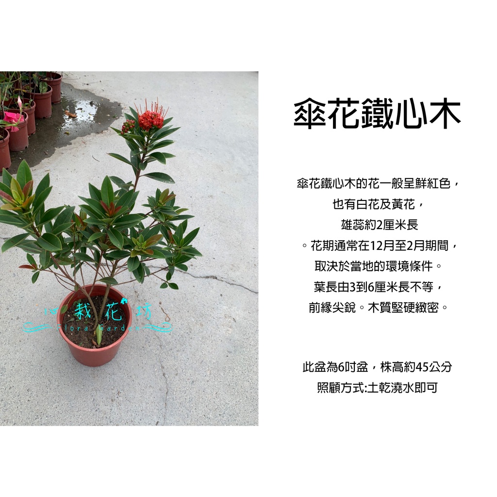 心栽花坊 傘花鐵心木 6吋 綠化環境 觀花植物 售價300特價250 蝦皮購物