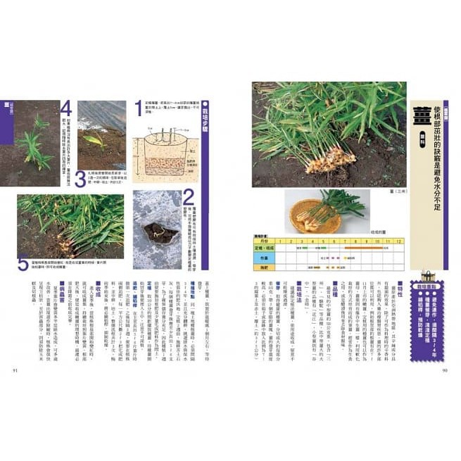 新手種菜100招 自己種出70種家常菜 蝦皮購物