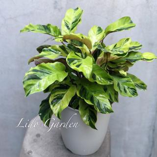 大理石竹芋 黃油畫竹芋 初春開始最美的時候 蝦皮購物