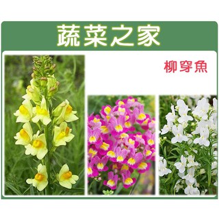 蔬菜之家滿額免運【00H28】大包裝.柳穿魚(混合色，高60cm)種子5克(約25000顆)(花卉種子)
