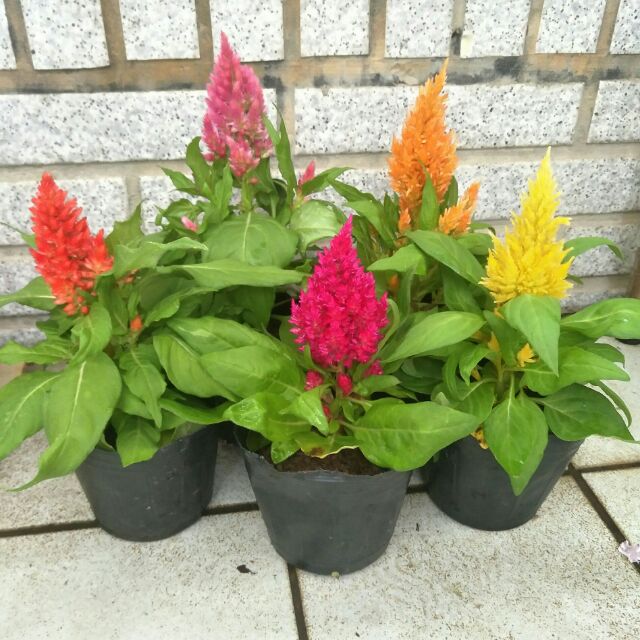 雞冠花3吋盆花苗雞冠頭盆栽園藝 蝦皮購物