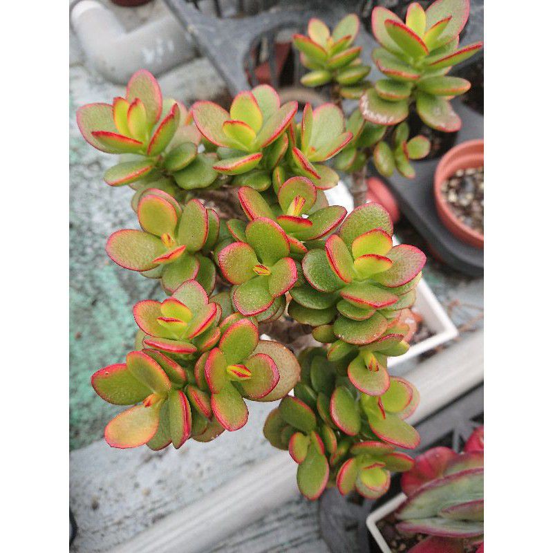 天空花園 多肉植物姬花月 蝦皮購物