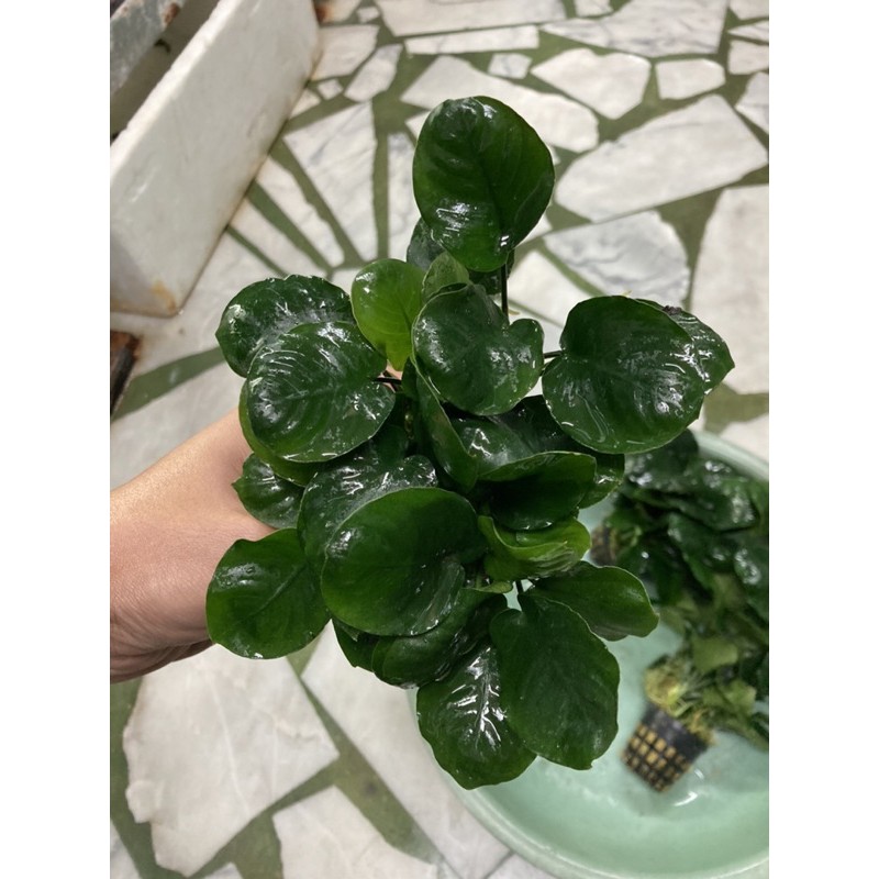 S水族 圓葉榕 硬幣榕 新品上市 小榕 水草 陰性水草 前景 中景 後景 懶人草 水草造景 水族 新手水草 不用co2 蝦皮購物